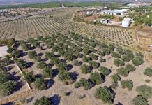 Zeytinlik Alanlarda Madenciliğin Gerçekleştirilebilmesi İçin İşletmelerin Çözüm Beklentisi
